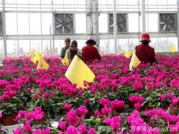 扬州高邮：每天发货30万株，花工厂绽放乡村振兴致富花