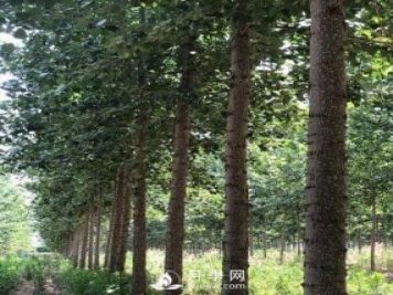 河南周口：培育出不飞絮的杨树新品种