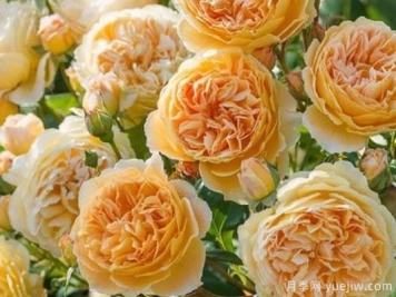 大花香水月季的养护方法，分享10种花香飘满屋