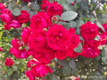 6款红色系的藤本月季品种，适合打造网红花墙