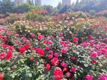 郑州月季公园40万株月季竞相绽放，感受花漾生活