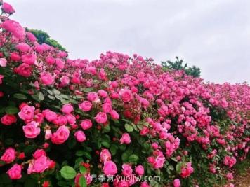 上海放鹤谷无门票，30万朵200多种月季开成了花海